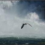 Rheinfall mit Geflügel