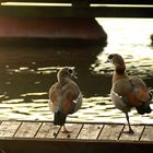 Rhein'flamingos