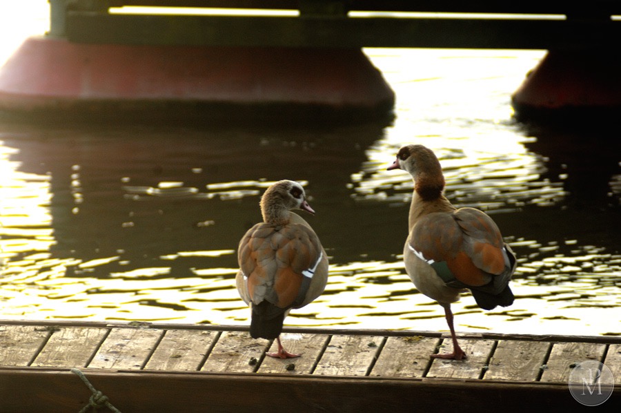 Rhein'flamingos