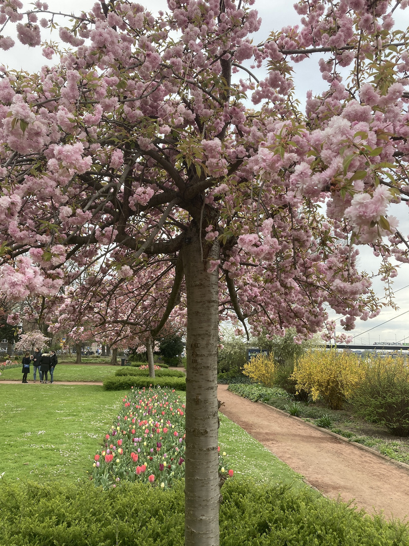 Rheingärtchen Düsseldorf