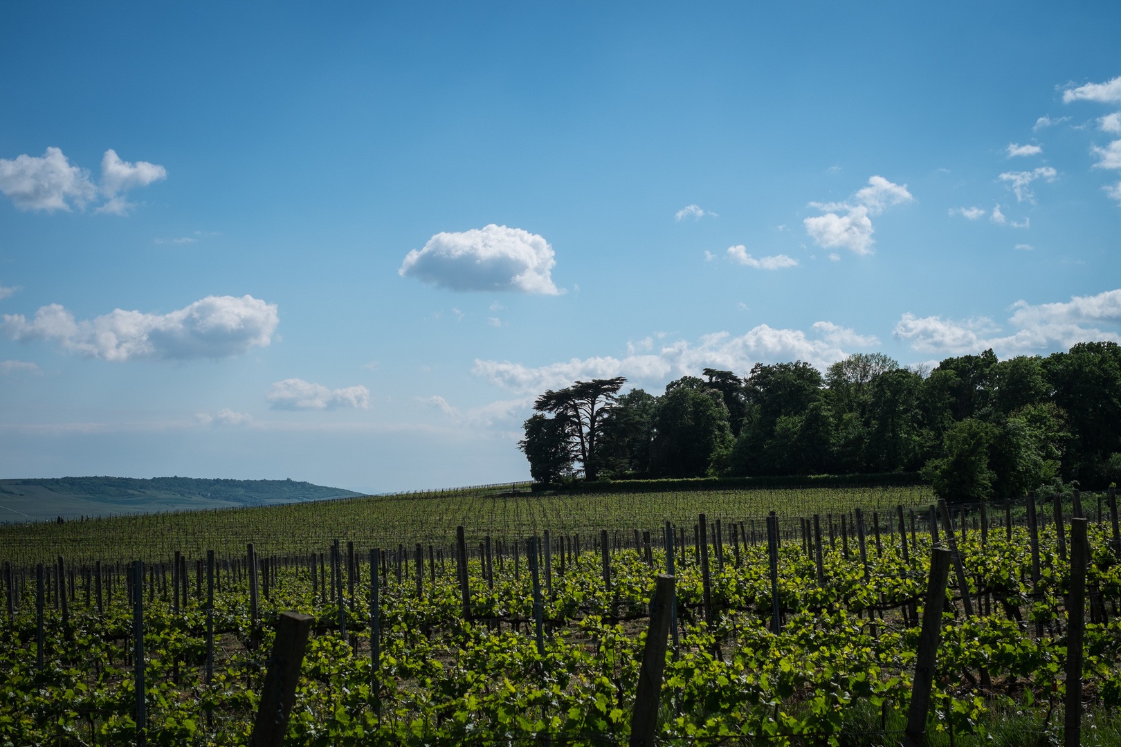 rheingau #02