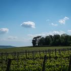 rheingau #02