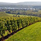 Rheingau