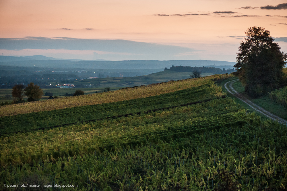 Rheingau - Abendstimmung in den Wingerten