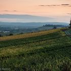 Rheingau - Abendstimmung in den Wingerten