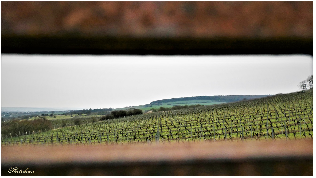 Rheingau Blick