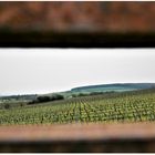 Rheingau Blick