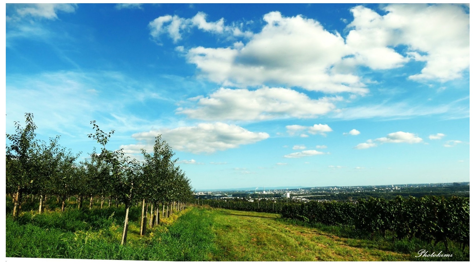 Rheingau Blick im September