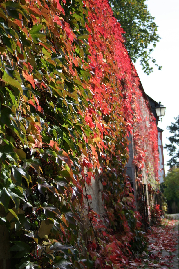 Rheingau