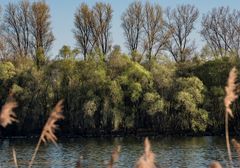 Rheingau - Frühling am Rhein