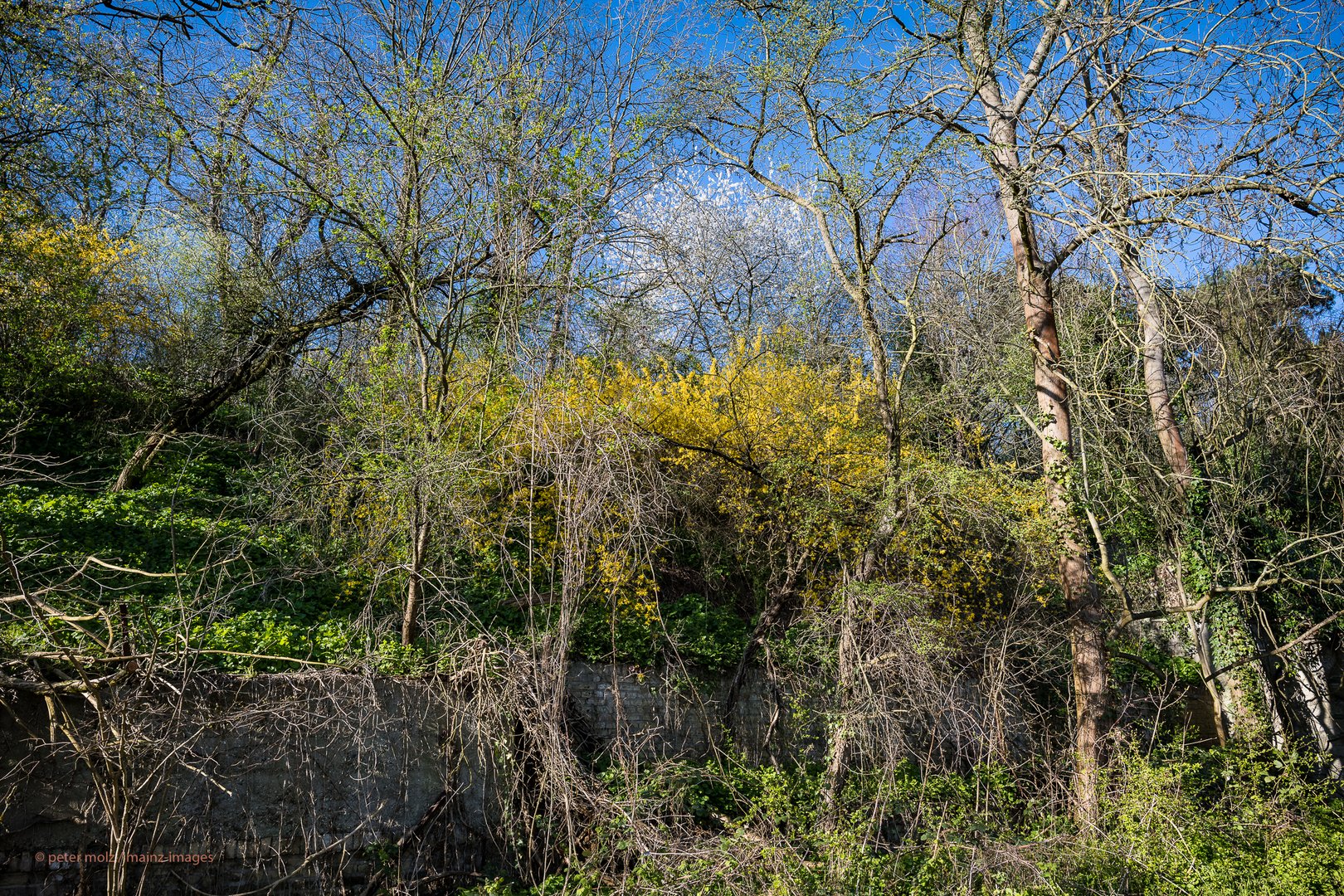 Rheingau - Frühlingseindrücke vom Rheinufer Leinpfad (1)