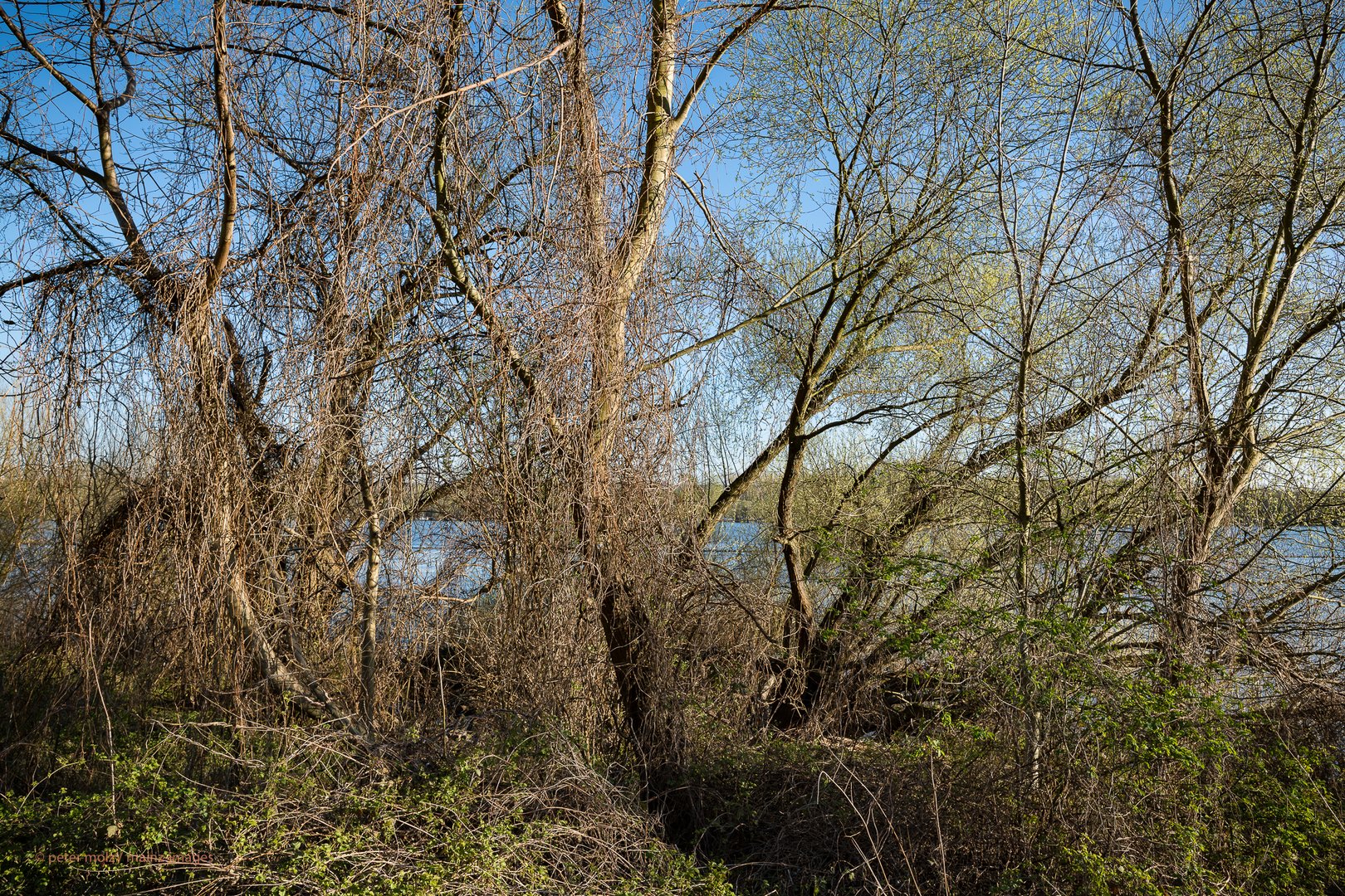 Rheingau - Frühlingseindrücke vom Rheinufer Leinpfad (2)