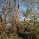 Rheingau - Frühlingseindrücke vom Rheinufer Leinpfad (2)