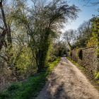 Rheingau - Frühlingseindrücke vom Rheinufer Leinpfad (3)