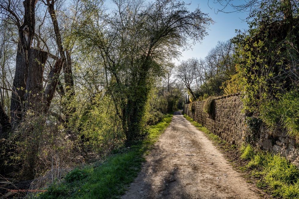 Rheingau - Frühlingseindrücke vom Rheinufer Leinpfad (3)