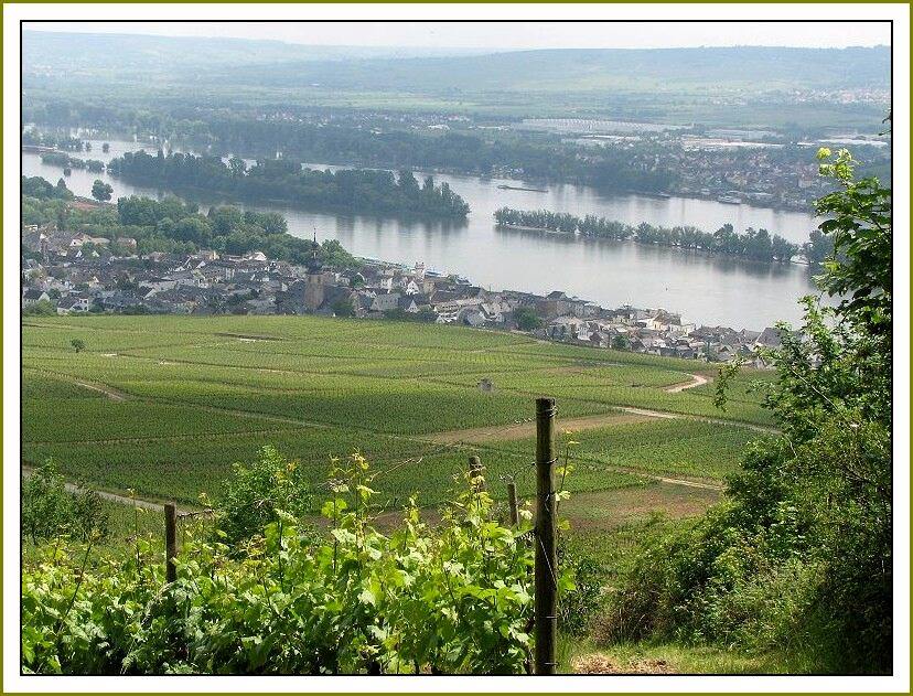 Rheingau grüßt  Rheinhessen