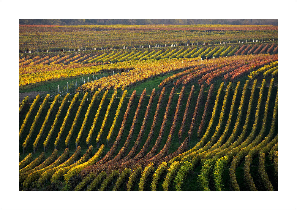 Rheingau-Herbst (I)