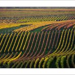 Rheingau-Herbst (I)