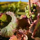 Rheingau - Herbstfarben 2018