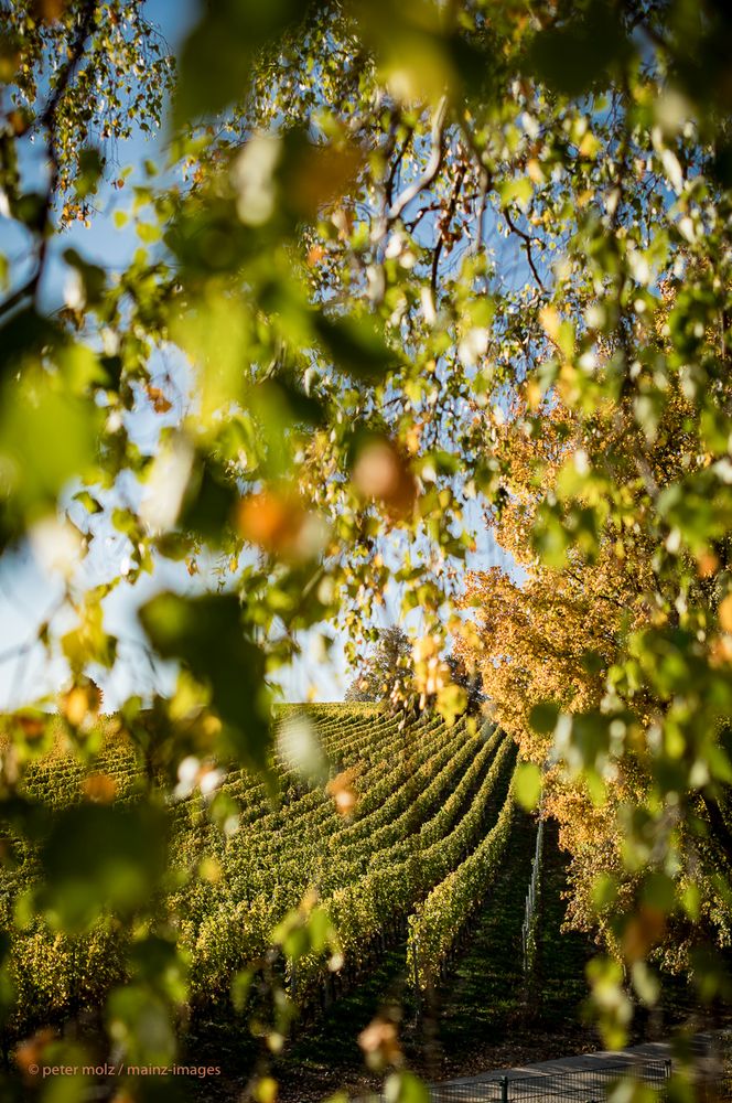 Rheingau - Herbstfarben im Oktober 2018