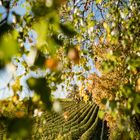 Rheingau - Herbstfarben im Oktober 2018