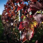 Rheingau - Herbstliche Färbung in den Wingerten bei Hallgarten