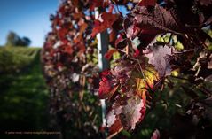 Rheingau - Herbstliche Färbung in den Wingerten bei Hallgarten