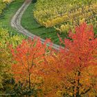 Rheingau - herbstliche Farbpracht in den Wingerten