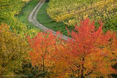 Rheingau - herbstliche Farbpracht in den Wingerten