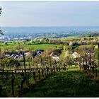 Rheingau im Frühling (I)