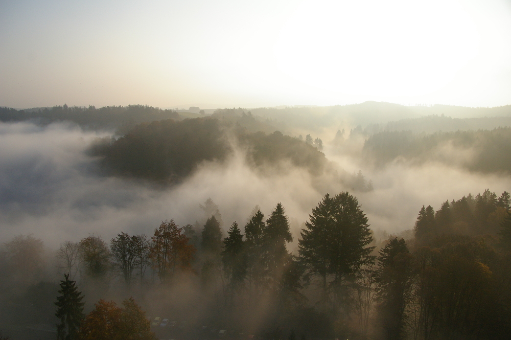 Rheingau im Nebel 1