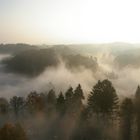 Rheingau im Nebel 1