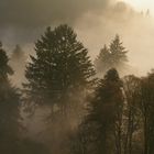 Rheingau im Nebel 2