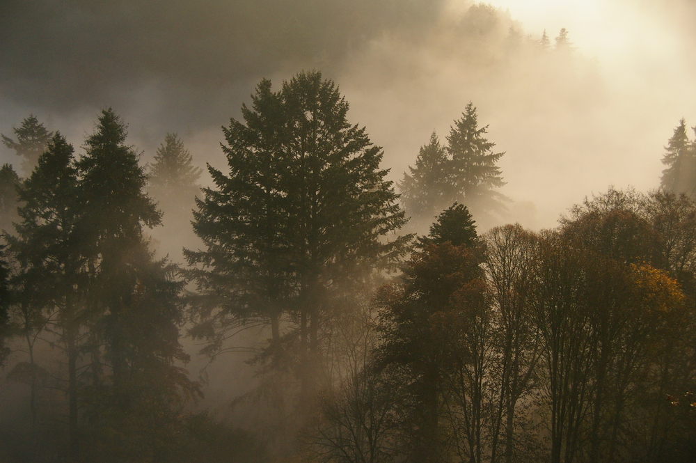 Rheingau im Nebel 2