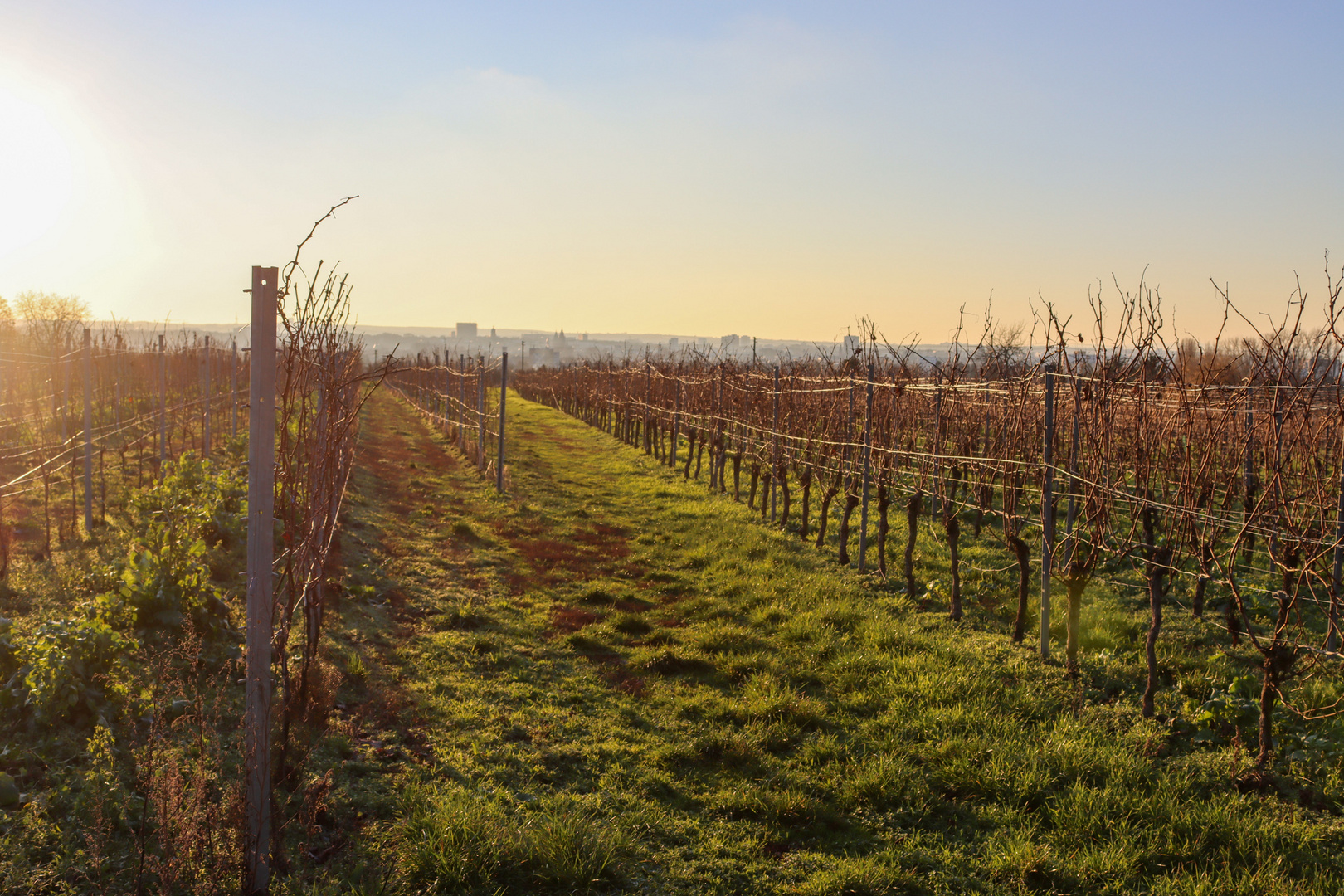 Rheingau im Winter