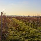 Rheingau im Winter