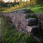 Rheingau - In den Wingerten bei Johannisberg