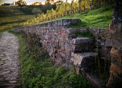 Rheingau - In den Wingerten bei Johannisberg