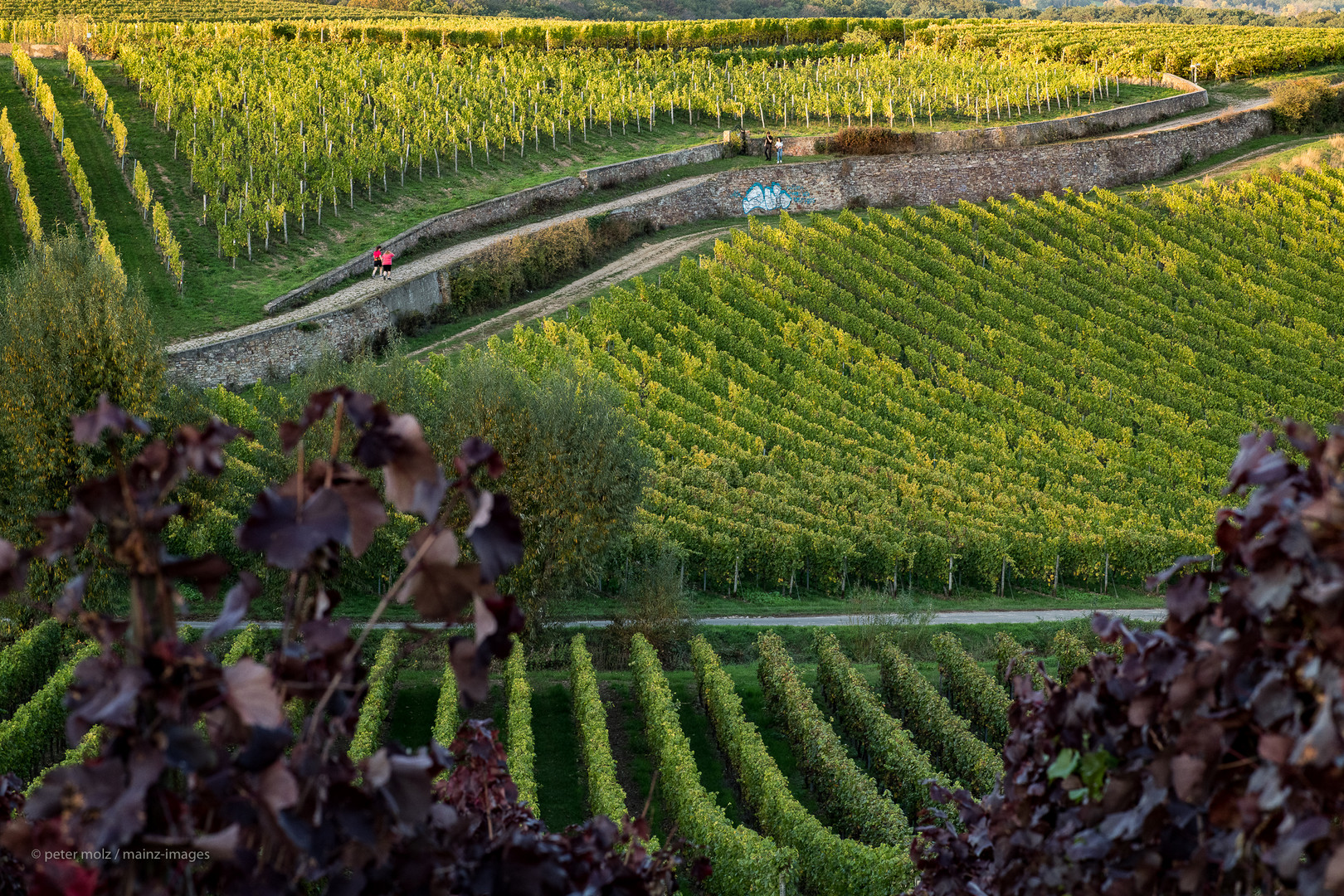 Rheingau - In den Wingerten kommen die Herbstfarben