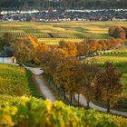 Rheingau - Kapelle im Herbst 2013