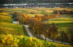 Rheingau - Kapelle im Herbst 2013