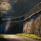 Rheingau - Mückenschwarm auf dem Leinpfad bei Eltville