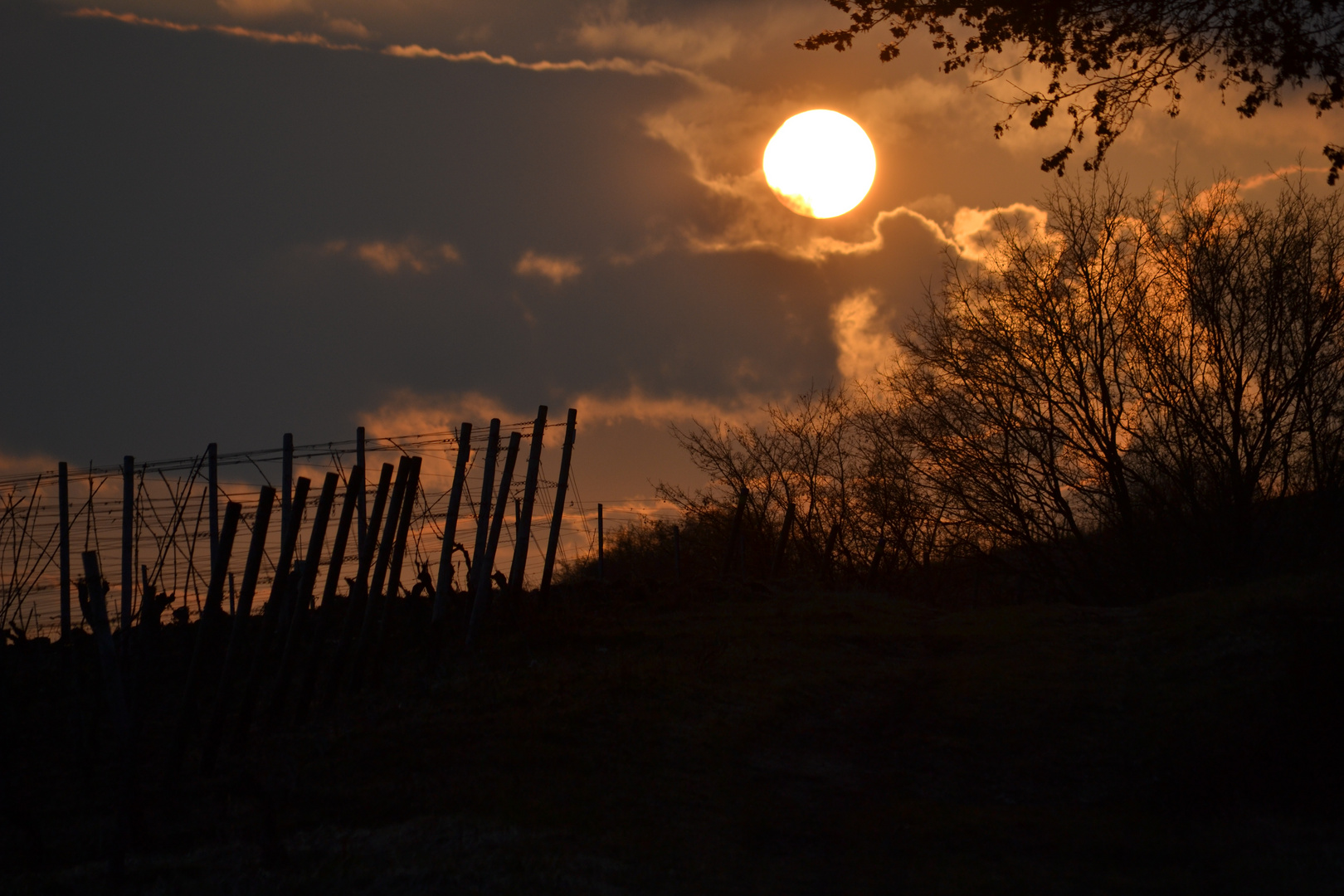 Rheingau - Sonnenuntergang