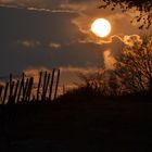 Rheingau - Sonnenuntergang