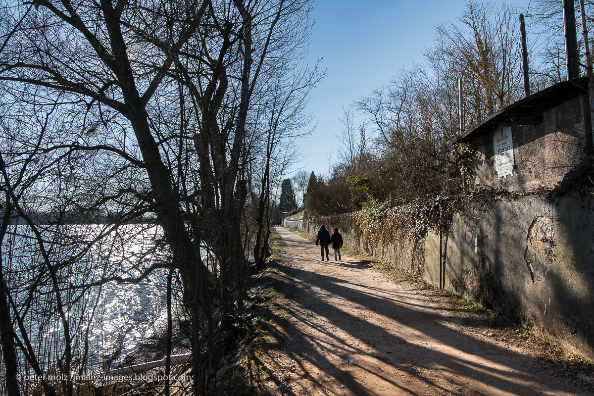 Rheingau - Spaziergang auf dem Rheinufer Leinpfad