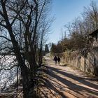 Rheingau - Spaziergang auf dem Rheinufer Leinpfad