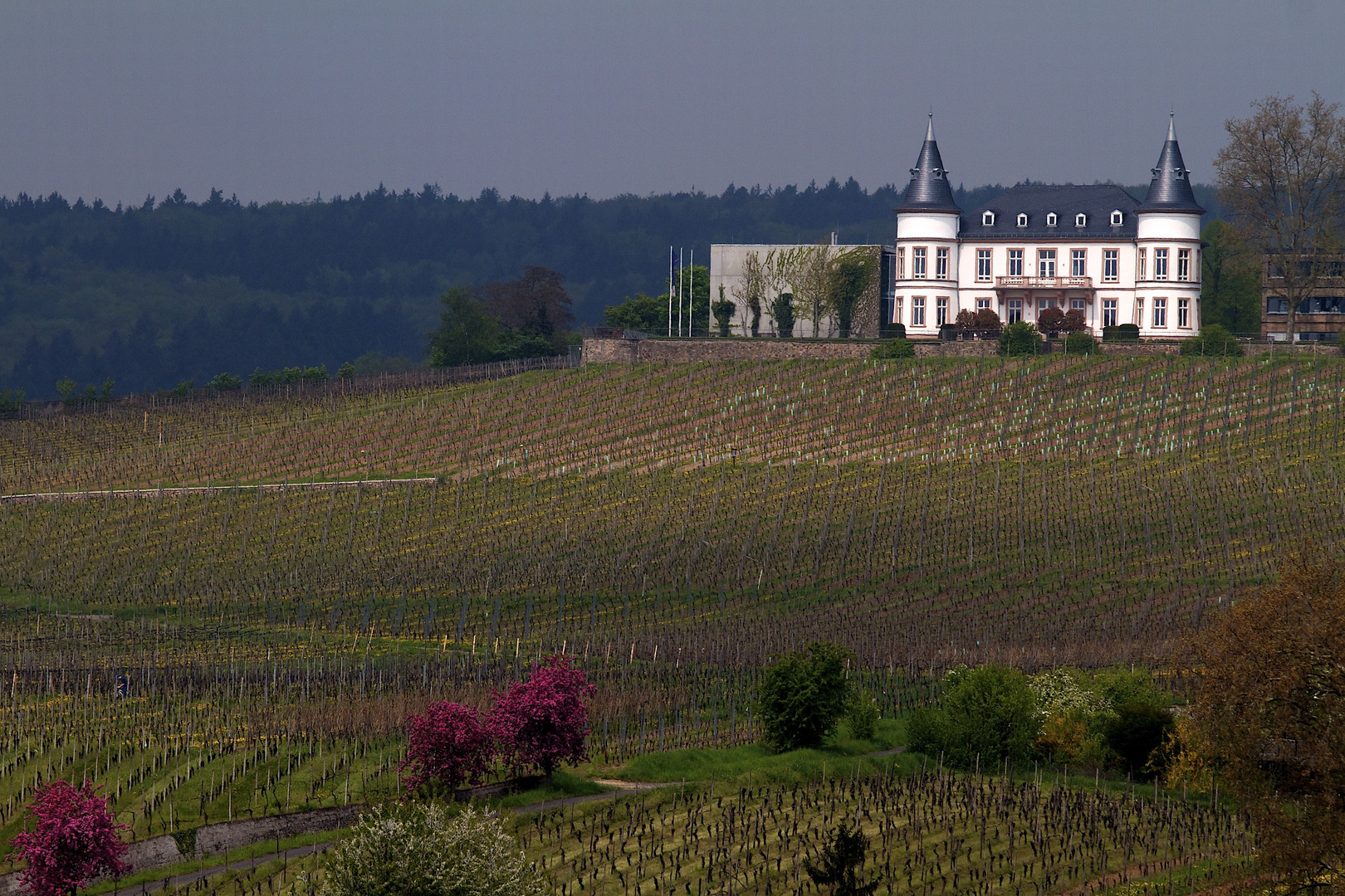 Rheingau - Weingau