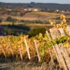 Rheingau - Wingerte bei Schloß Vollrads