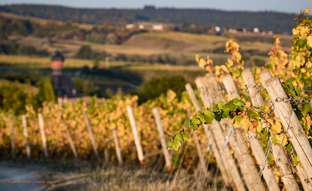 Rheingau - Wingerte bei Schloß Vollrads