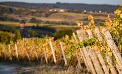 Rheingau - Wingerte bei Schloß Vollrads